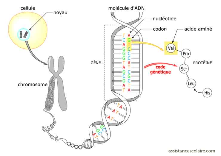 Cellule | Fidèles Bergers