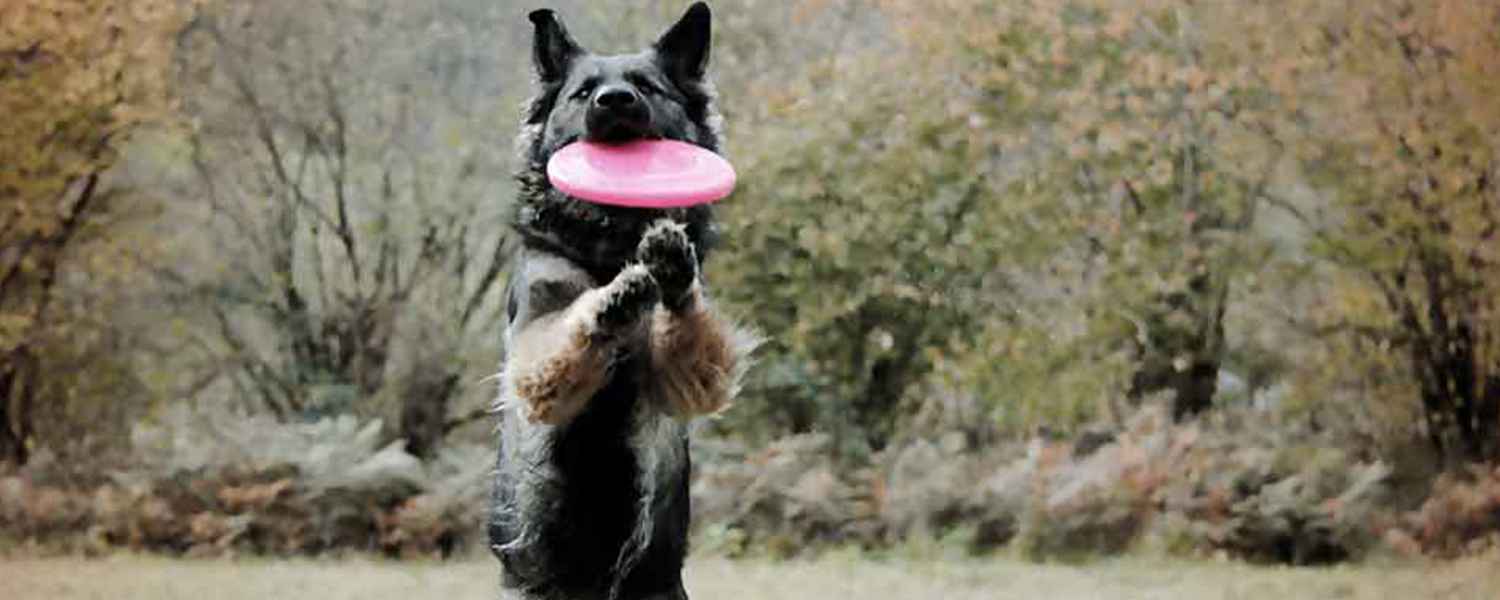 Accueil  Frisbee Canin